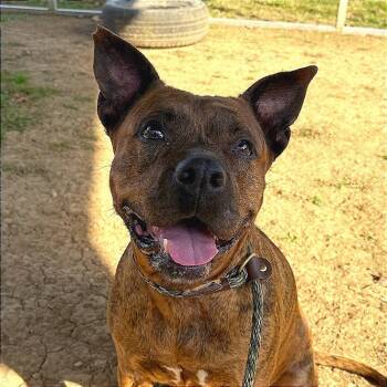 Rescue Mixed Breed Dogs for Adoption in Chattanooga, Tennessee - Soda Pop | PetCurious