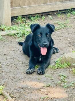 ASTROPHEL -  Australian Shepherd and Belgian Shepherd Malinois Dog for Adoption in San Antonio, Texas - ASTROPHEL | PetCurious