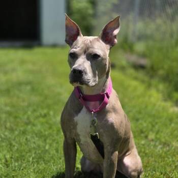Bella -  Catahoula Leopard Dog and Pit Bull Terrier Dog for Adoption in Pittsford, Vermont - Bella | PetCurious