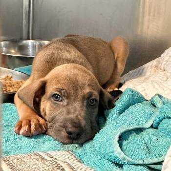 Tito Jackson -  Rhodesian Ridgeback and Mixed Breed Dog for Adoption in Austin, Texas - Tito Jackson | PetCurious