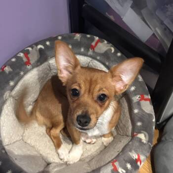 Chihuahua and Corgi Dogs Available for Adoption in Brighton, Tennessee - Tober (Bev-fostered In New England) | PetCurious