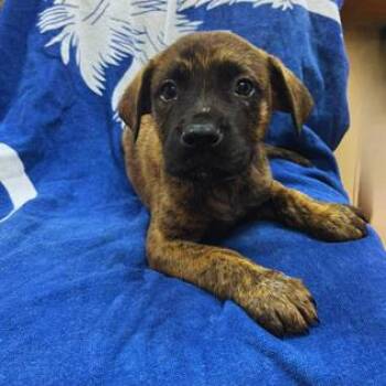 NY Summit Avail Jun 13 (Choice Pet Carmel) -  Labrador Retriever and Pit Bull Terrier Dog for Adoption in Stormville, New York - NY Summit Avail Jun 13 (Choice Pet Carmel) | PetCurious