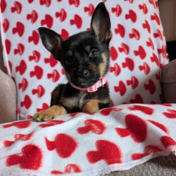 Chihuahua and Corgi Dogs Available for Adoption in Muskego, Wisconsin - Ruby The Tiny Puppy | PetCurious