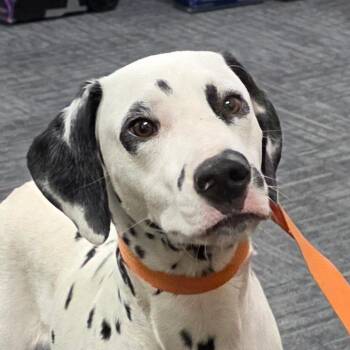 Apollo -  Dalmatian Dog for Adoption in Bronson, Florida - Apollo | PetCurious