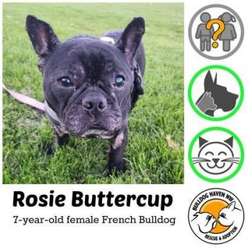 ROSIE BUTTERCUP -  French Bulldog Dog for Adoption in Bonney Lake, Washington - ROSIE BUTTERCUP | PetCurious
