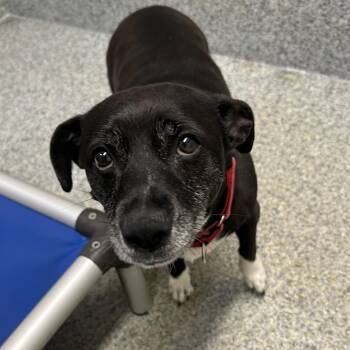 Jack Russell Terrier and Beagle Dogs Available for Adoption in Manassas, Virginia - Bella (ID 51397) | PetCurious