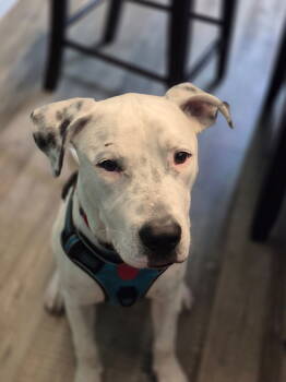 Rescue American Bulldog Dogs for Adoption in Barnhart, Missouri - Odin | PetCurious