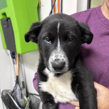 Buzz Lightyear -  Mixed Breed Dog for Adoption in Spokane, Washington - Buzz Lightyear | PetCurious