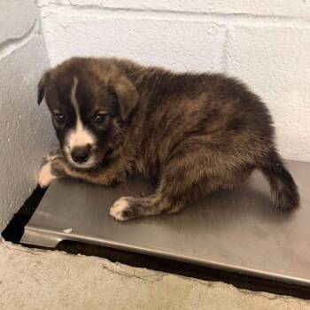 Rumpelstiltskin -  Shepherd and Mixed Breed Dog for Adoption in Austin, Texas - Rumpelstiltskin | PetCurious