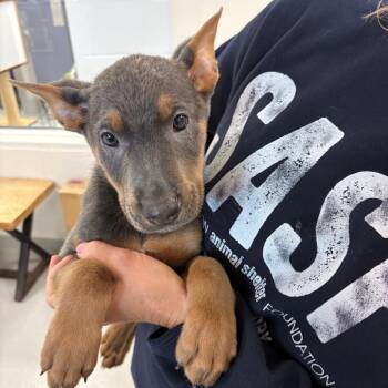 Venus -  Shepherd and Mixed Breed Dog for Adoption in Hampton Bays, New York - Venus | PetCurious