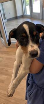 Labrador Retriever and Mixed Breed Dogs Available for Adoption in Pearland, Texas - DELICIA | PetCurious