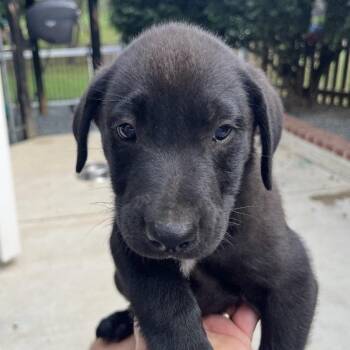 Sir Nigel -  Mixed Breed Dog for Adoption in Fredericksburg, Virginia - Sir Nigel | PetCurious