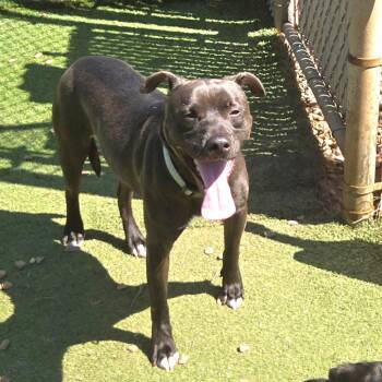 Aries -  Pit Bull Terrier Dog for Adoption in Chattanooga, Tennessee - Aries | PetCurious