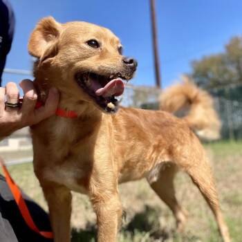 Crumpet -  Spaniel and Mixed Breed Dog for Adoption in Wimberley, Texas - Crumpet | PetCurious