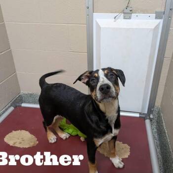 Brother -  Australian Cattle Dog Blue Heeler Dog for Adoption in Williston, Vermont - Brother | PetCurious