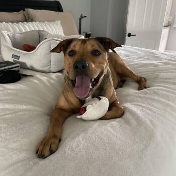 Rescue American Staffordshire Terrier Dogs for Adoption in Spring, Texas - Lester | PetCurious