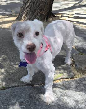 Pixie -  Havanese and Maltese Dog for Adoption in Los Angeles, California - Pixie | PetCurious