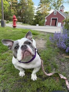 American Bulldog and English Bulldog Dogs Available for Adoption in Dedham, Massachusetts - CHERRY | PetCurious