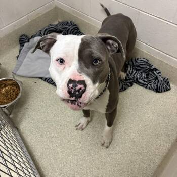 Pit Bull Terrier Dogs Available for Adoption in Windsor, Virginia - Brad Pitt | PetCurious