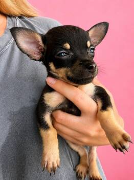 Tiki -  Chihuahua Dog for Adoption in Glenpool, Oklahoma - Tiki | PetCurious