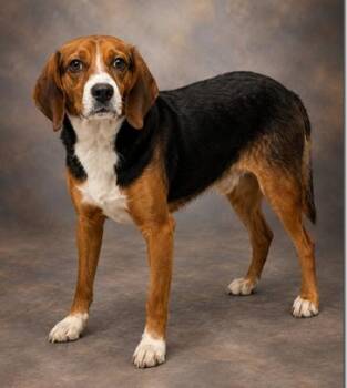 Carl -  Beagle Dog for Adoption in Lexington, Massachusetts - Carl | PetCurious