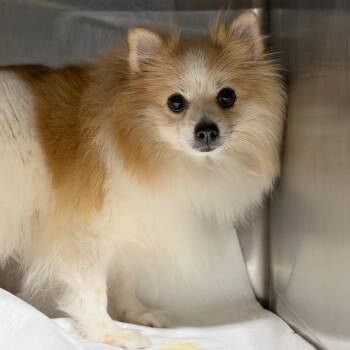 Chloe -  Pomeranian Dog for Adoption in Fort Smith, Arkansas - Chloe | PetCurious