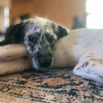 Dalmatian and Standard Poodle Dogs Available for Sale - Pepper  | PetCurious