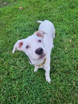Blanco -  Pit Bull Terrier and Cattle Dog Dog for Adoption in Minneapolis, Minnesota - Blanco | PetCurious