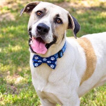 PRINCETON GS -  Anatolian Shepherd and Yellow Labrador Retriever Dog for Adoption in Lucas, Texas - PRINCETON GS | PetCurious