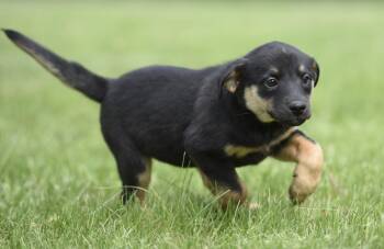 Labrador Retriever and Border Collie Dogs Available for Adoption in Mechanicsburg, Pennsylvania - SOPHIE | PetCurious