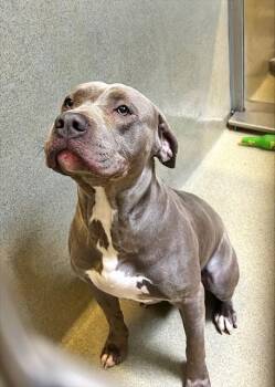 Pit Bull Terrier Dogs Available for Adoption - BLUE | PetCurious