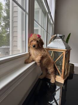 Gissell -  Goldendoodle Dog for Sale in Germantown, Maryland - Gissell | PetCurious