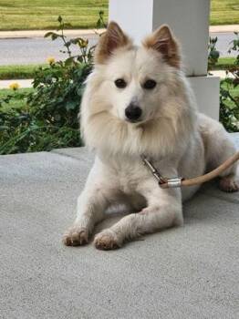 Olaf -  Mixed Breed Dog for Adoption in West Chester, Pennsylvania - Olaf | PetCurious