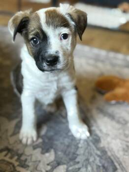 Rescue Australian Cattle Dog Blue Heeler Dogs for Adoption in Midway, Utah - Big Hunk | PetCurious