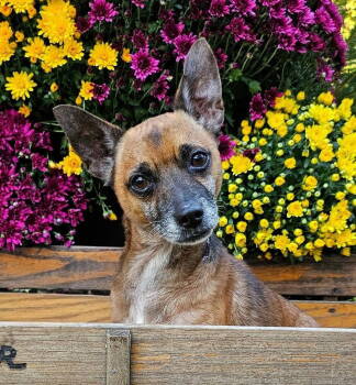 Rescue Chihuahua and Jack Russell Terrier Dogs for Adoption in Rockaway, New Jersey - Brody NJ | PetCurious