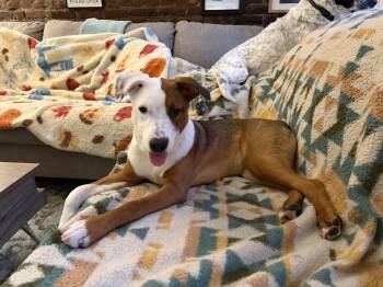 Mixed Breed Dogs Available for Adoption in New York, New York - Faith | PetCurious