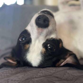 Rescue Rat Terrier and Chihuahua Dogs for Adoption in Snyder, Texas - Finn | PetCurious