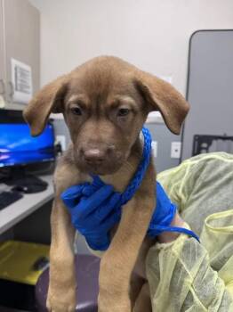 PADMAE -  Mastiff and Mixed Breed Dog for Adoption in Las Vegas, Nevada - PADMAE | PetCurious