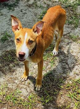 Rescue Mixed Breed Dogs for Adoption in New Port Richey, Florida - Ares | PetCurious