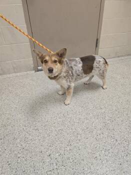 Cardigan Welsh Corgi and Australian Cattle Dog Blue Heeler Dogs Available for Adoption in Conroe, Texas - COWBOY | PetCurious