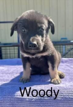 Woody -  Shepherd Dog for Adoption in Yellowknife, Northwest Territories - Woody | PetCurious