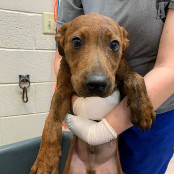 Harlow -  Cattle Dog and Mixed Breed Dog for Adoption in Ardmore, Oklahoma - Harlow | PetCurious