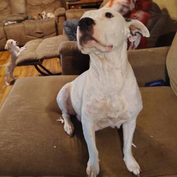 Darling -  Dogo Argentino Dog for Adoption in Mount Vernon, Arkansas - Darling | PetCurious