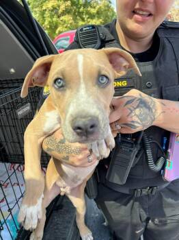 Oboe -  Boxer and Pit Bull Terrier Dog for Adoption in Hillsboro, Ohio - Oboe | PetCurious