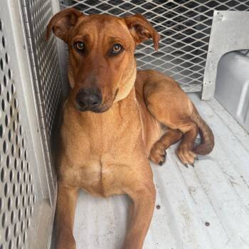 Shepherd Dogs Available for Adoption - Glitter | PetCurious