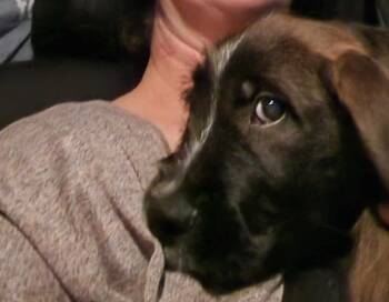 Rescue Pit Bull Terrier and Poodle Dogs for Adoption in Town 