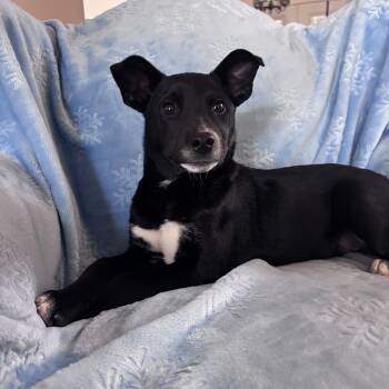 Border Collie and Shepherd Dogs Available for Adoption - SCARLET  (Loving, Sweet, Good With ALL Ages, Friendly To Strange | PetCurious