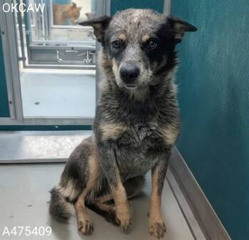 A475409 -  Australian Cattle Dog Blue Heeler Dog Available for Adoption in Oklahoma City, Oklahoma - A475409 | PetCurious