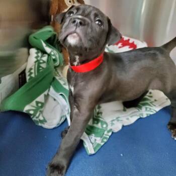 Stella -  Mixed Breed Dog for Adoption in Lakeland, Florida - Stella | PetCurious