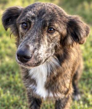 Teddy -  Australian Shepherd and Mixed Breed Dog for Adoption in Zimmerman, Minnesota - Teddy | PetCurious